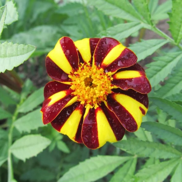 la-bo-te-graines-oeillet-d-inde-mr-majestic-graines-fleurs-bio image 2