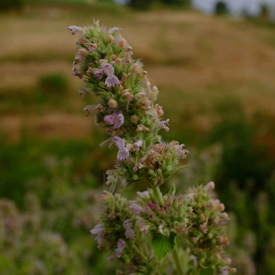 la-bo-te-graines-herbe-chat-citron-graines-fleurs-bio image 1