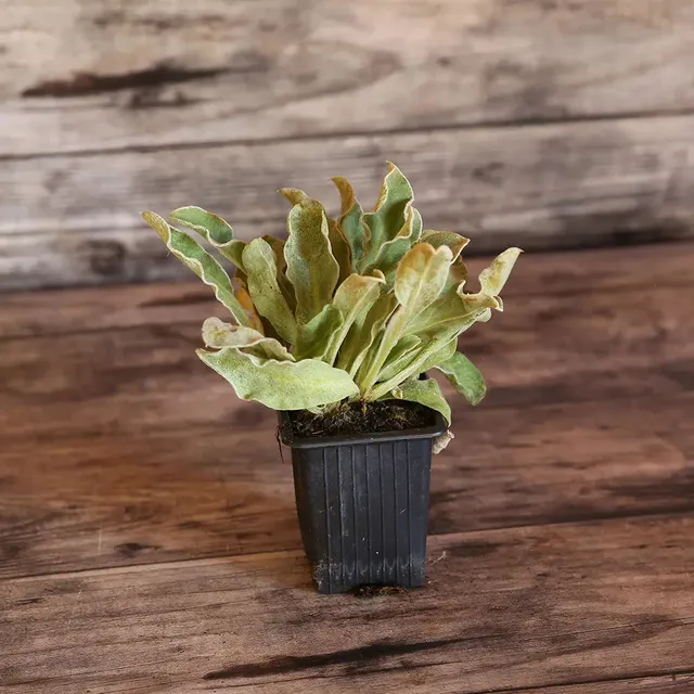ferme-de-sainte-marthe-coquelourde-des-jardins-plant-pourpre-vivace image 1