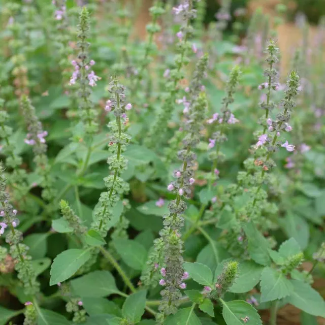 la-bo-te-graines-basilic-perp-tuel-bio-graines-aromatiques-pot image 1