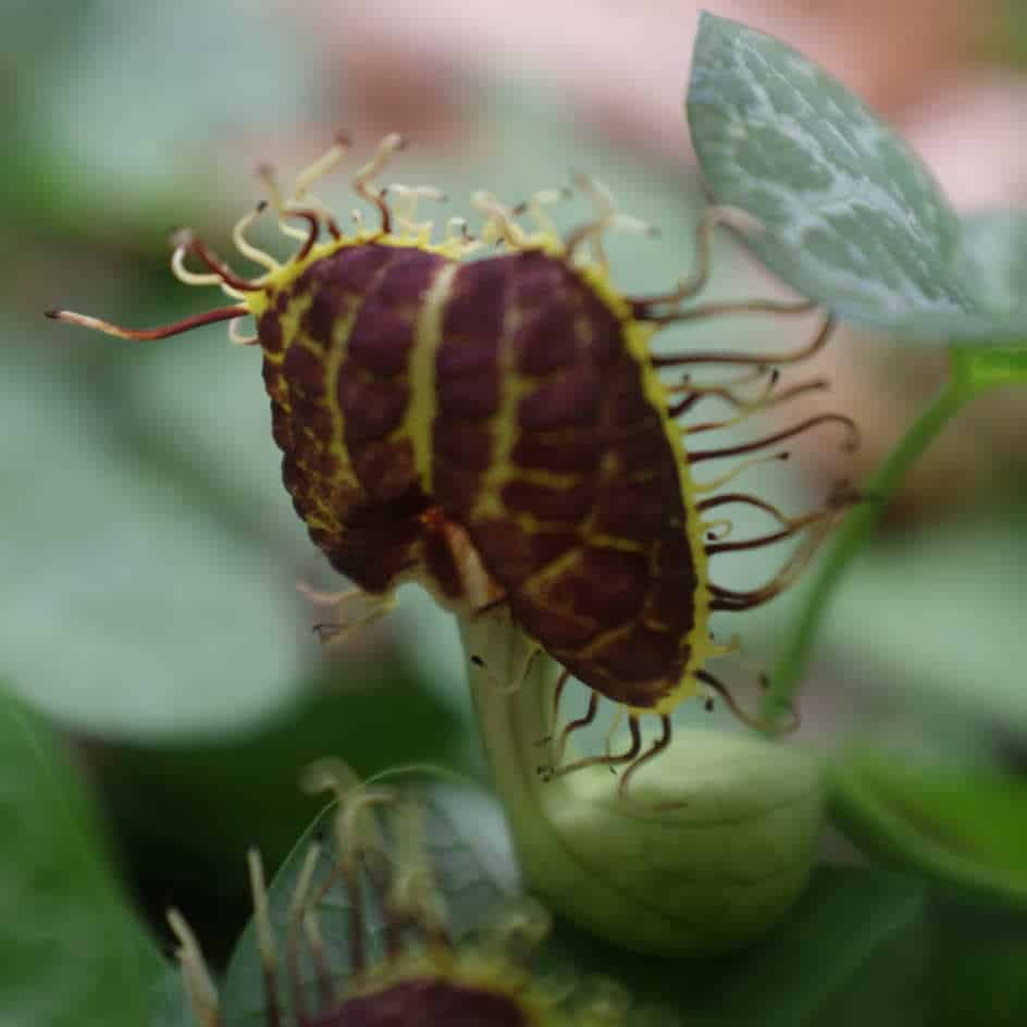 la-bo-te-graines-aristolochia-fimbriata-graines-bio-pot image 3