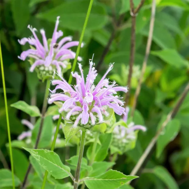 ferme-de-sainte-marthe-monarde-bergamote-sauvage-graines-aromatiques image 1