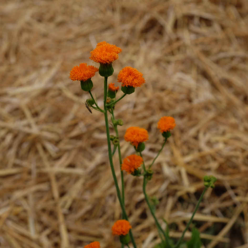 la-bo-te-graines-emilia-javanica-bio-graines-fleurs-pompons-orange image 2