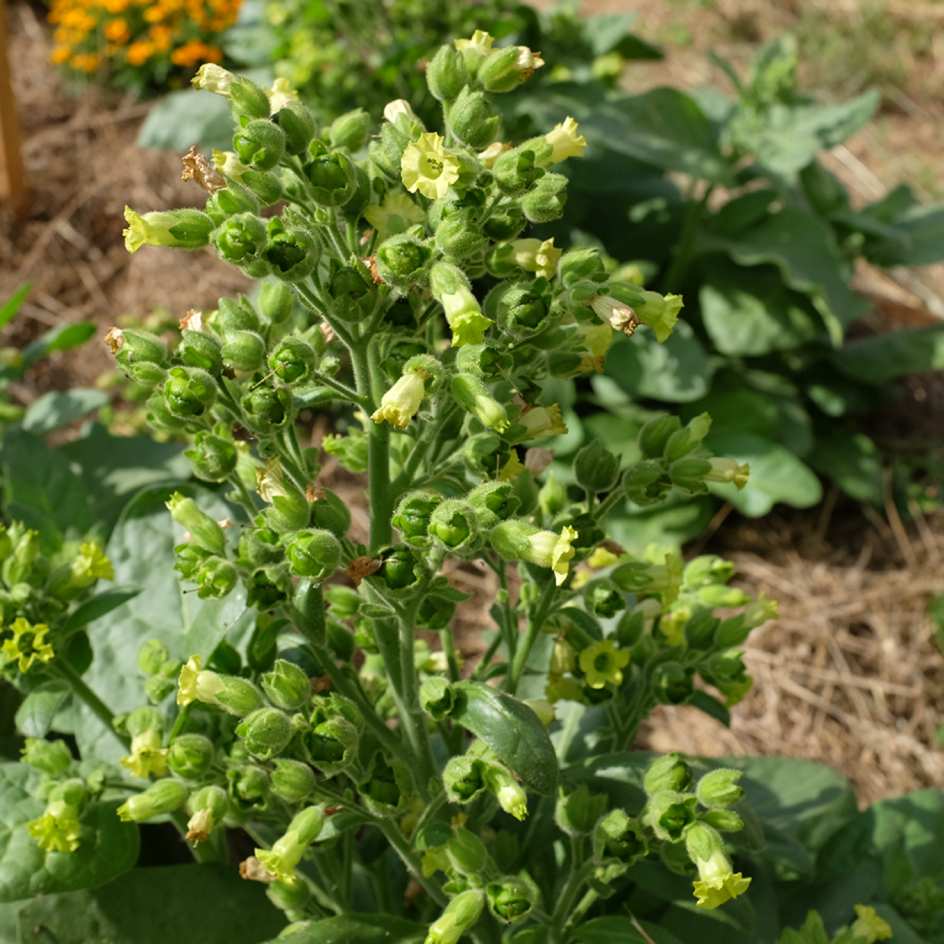 la-bo-te-graines-tabac-hopi-graines-fleurs-bio-ornemental image 1
