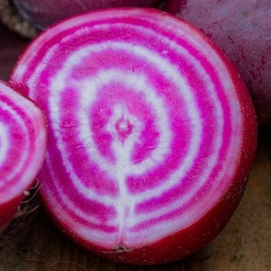 la-bo-te-graines-chioggia-graines-betterave-bio-sucr-e image 1