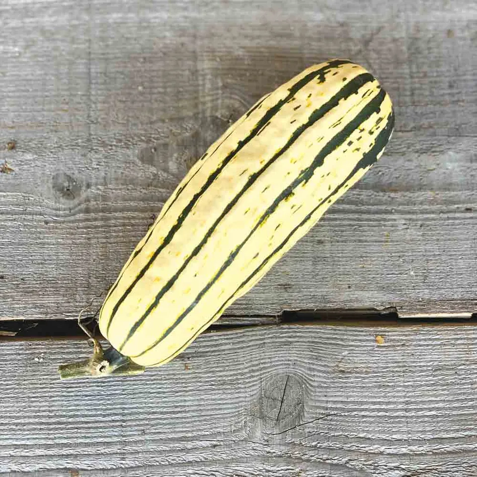 ferme-de-sainte-marthe-courge-delicata-sweet-potato-graines-bio-sachet image 1