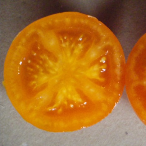 la-bo-te-graines-tomate-moonglow-bio-graines-orange-douce image 2