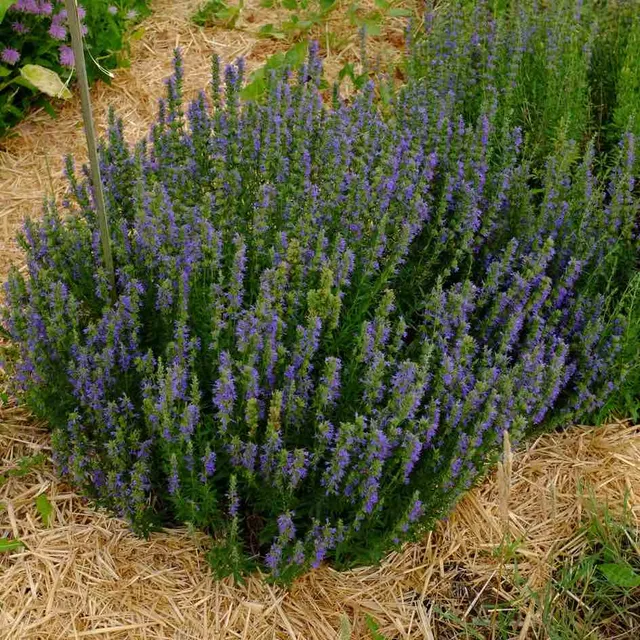 la-bo-te-graines-hysope-bio-graines-aromatiques-vivace image 1