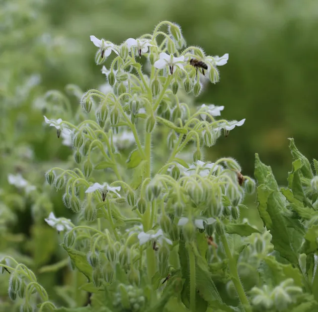 ferme-de-sainte-marthe-bourrache-blanche-graines-fleurs-bio image 1