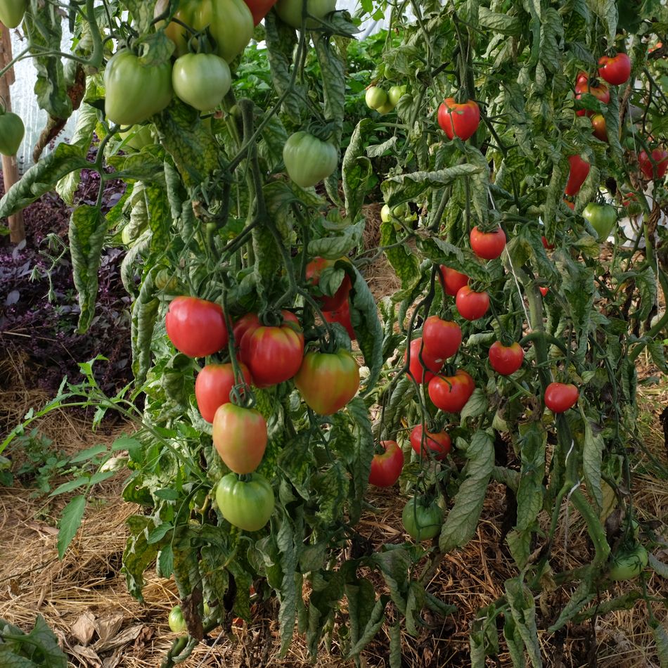 la-bo-te-graines-tomate-petite-coeur-de-boeuf-graines-bio-salade image 4
