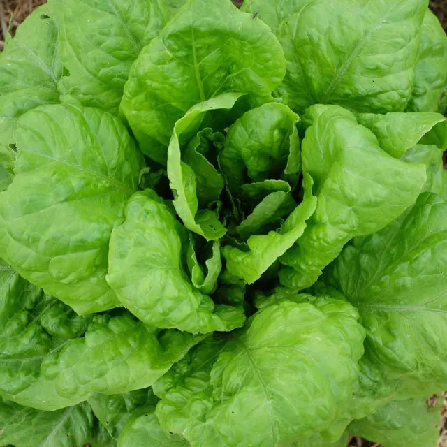 la-bo-te-graines-laitue-romaine-chicon-des-charentes-bio image 1