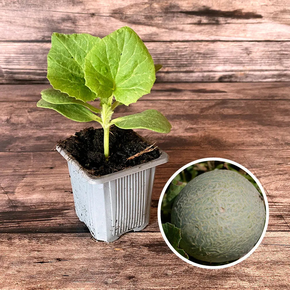 ferme-de-sainte-marthe-sucrin-de-tours-plant-melon-bio-chair-sucr-e image 1