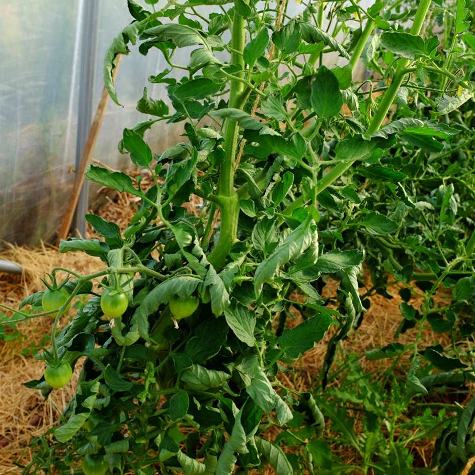 la-bo-te-graines-graines-l-gumes-black-prince-tomate-bio-mi-saison image 4