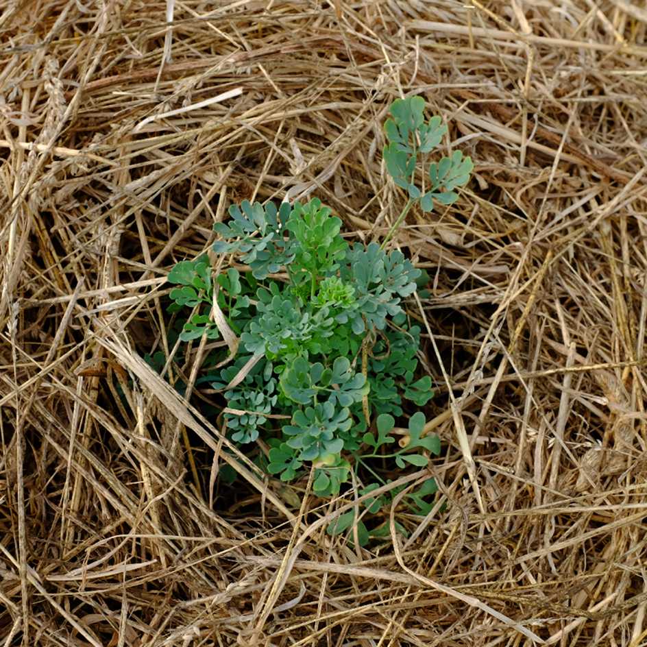 la-bo-te-graines-rue-officinale-bio-graines-aromatique-toxique image 3