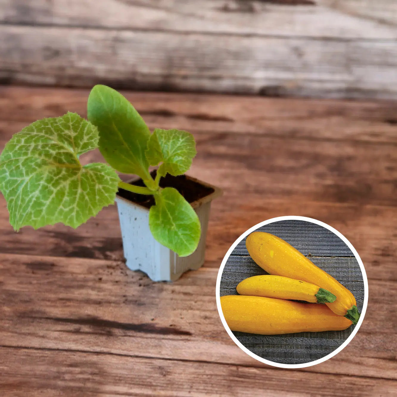 ferme-de-sainte-marthe-courgette-jaune-plant-bio-pr-coce image 1