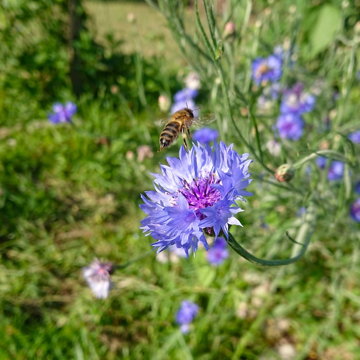 les-semences-de-l-ombelle-bleuet-bleu-bio-graines-fleurs image 2