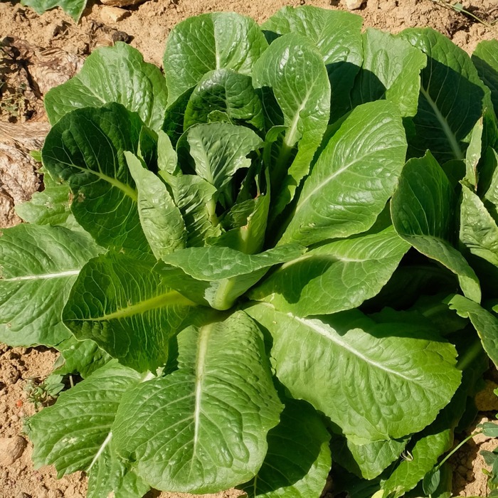 les-semences-de-l-ombelle-valmaine-graines-de-laitue-romaine-bio image 1