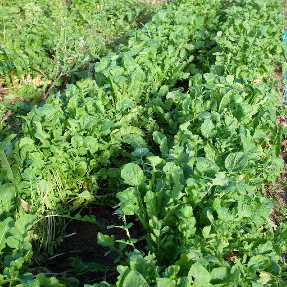 la-bo-te-graines-roquette-cultiv-e-graines-salade-bio image 2