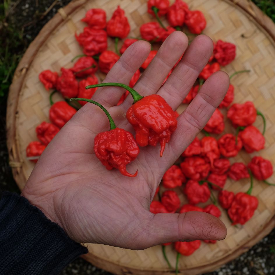 la-bo-te-graines-carolina-reaper-graines-de-piment-bio image 1