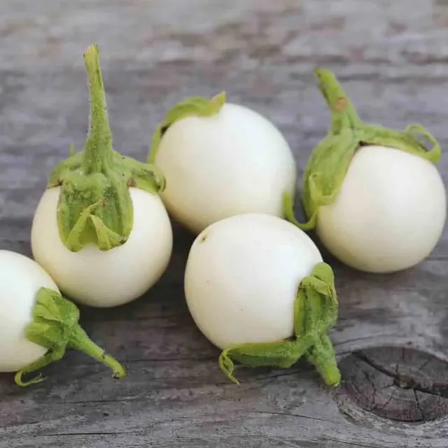 ferme-de-sainte-marthe-blanche-ronde-graines-aubergine-champignon image 1