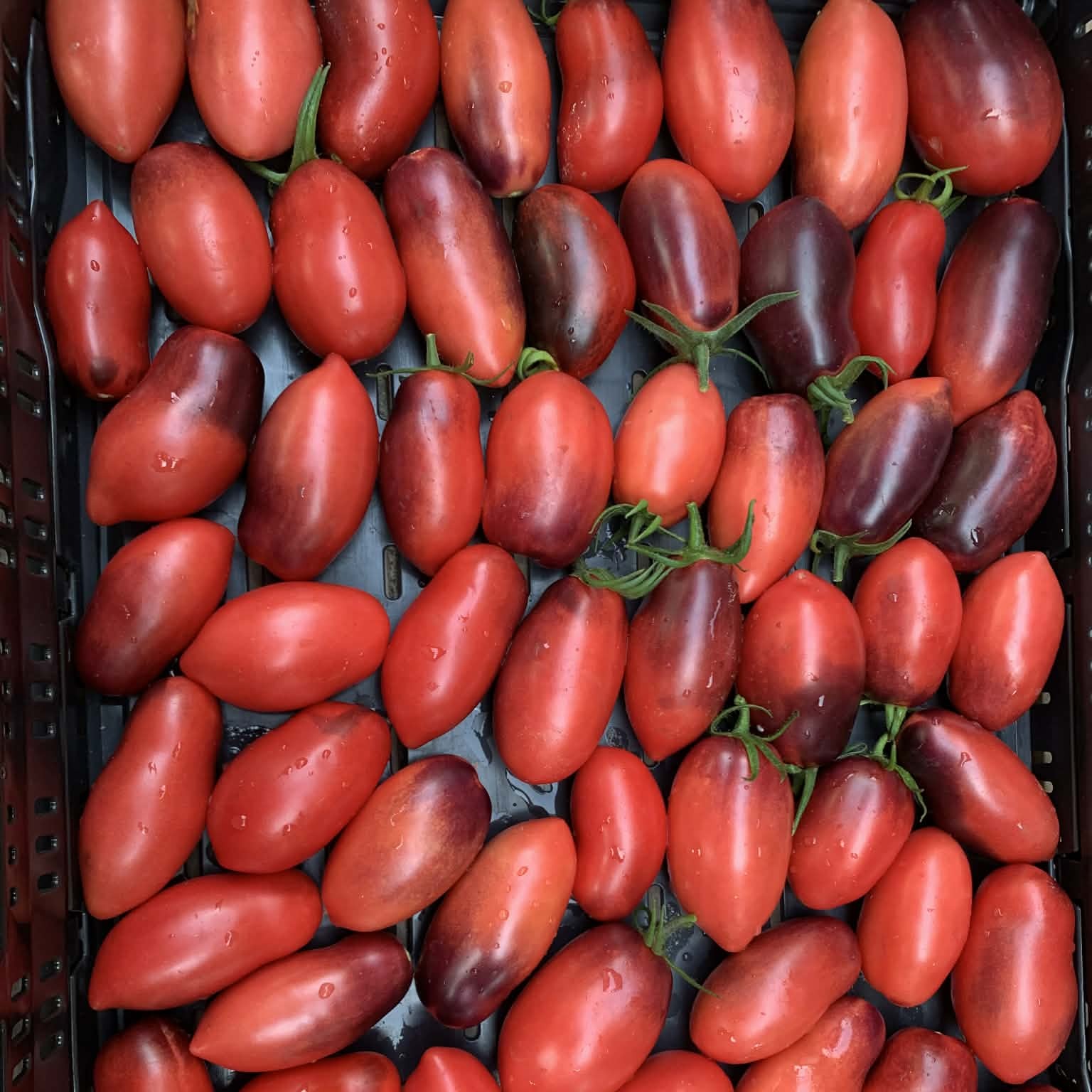 les-semences-de-l-ombelle-tomate-slivka-gurman-bio-graines-potag-res image 2