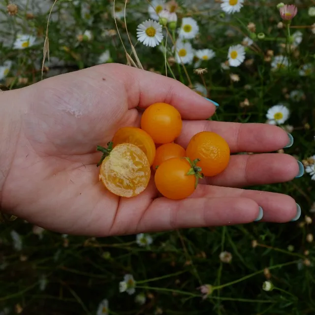 la-bo-te-graines-tomate-orange-hat-bio-graines-pot-compacte image 1