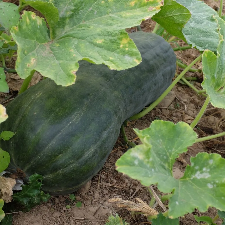 la-bo-te-graines-courge-longue-de-naples-graines-bio image 1