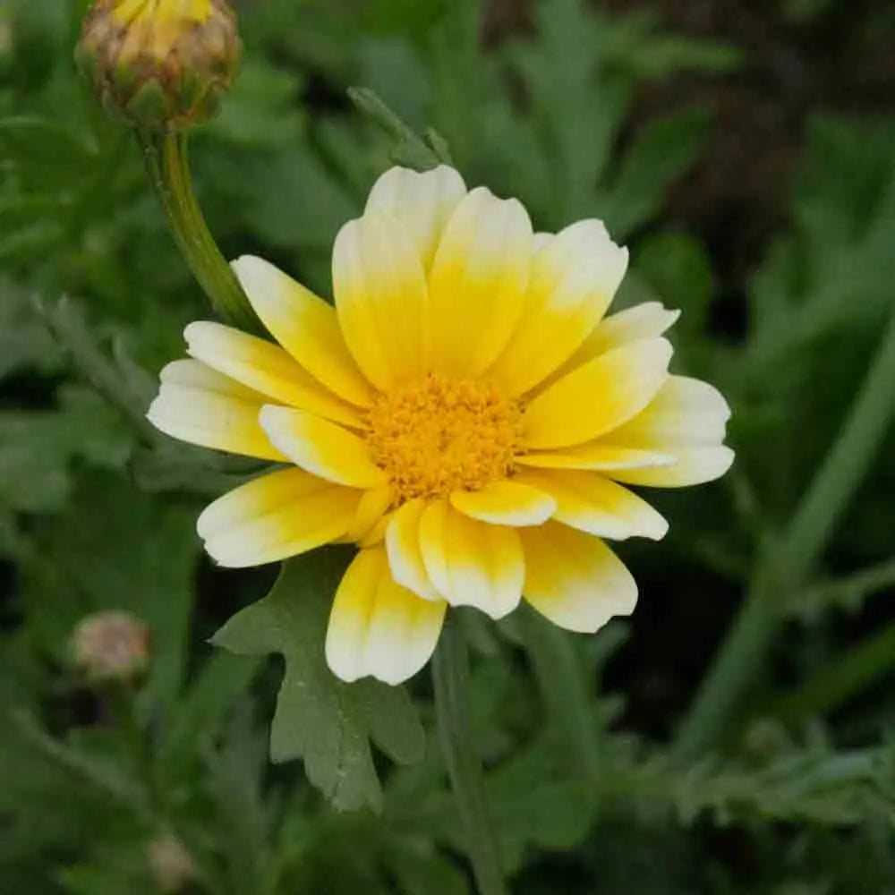 ferme-de-sainte-marthe-chrysanth-me-comestible-graines-fleurs-ab-sachet image 1