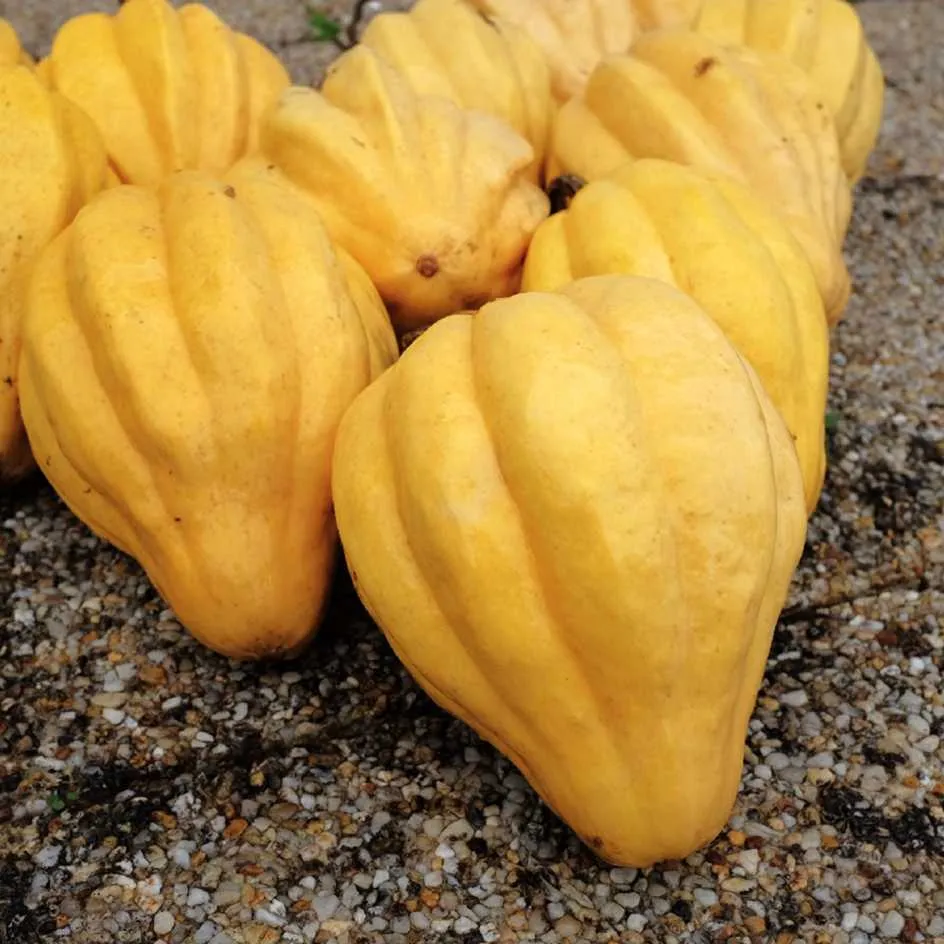 la-bo-te-graines-courge-thelma-sanders-graines-bio-acorn image 1