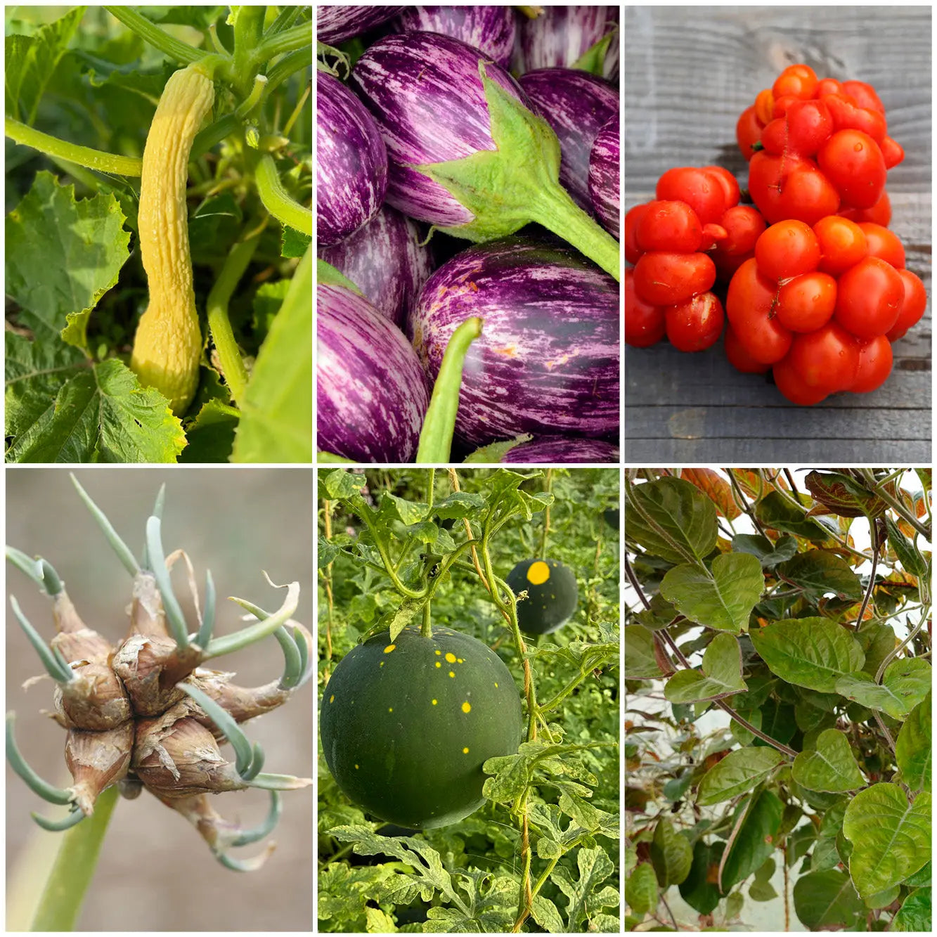 ferme-de-sainte-marthe-curiosit-s-planter-collection-graines image 1