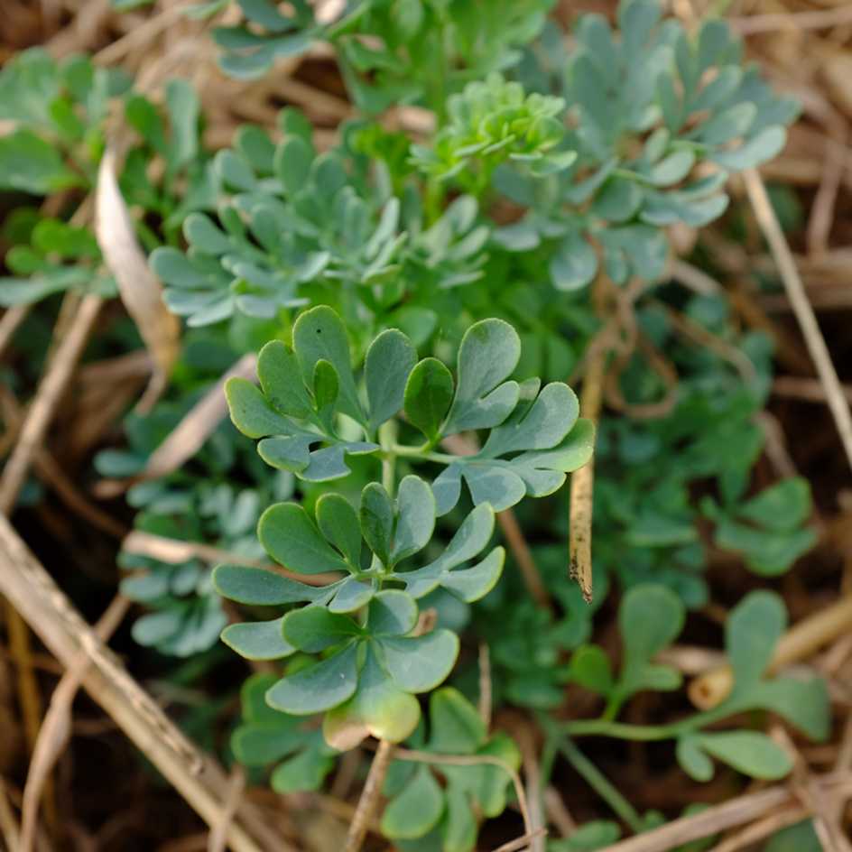 la-bo-te-graines-rue-officinale-bio-graines-aromatique-toxique image 1