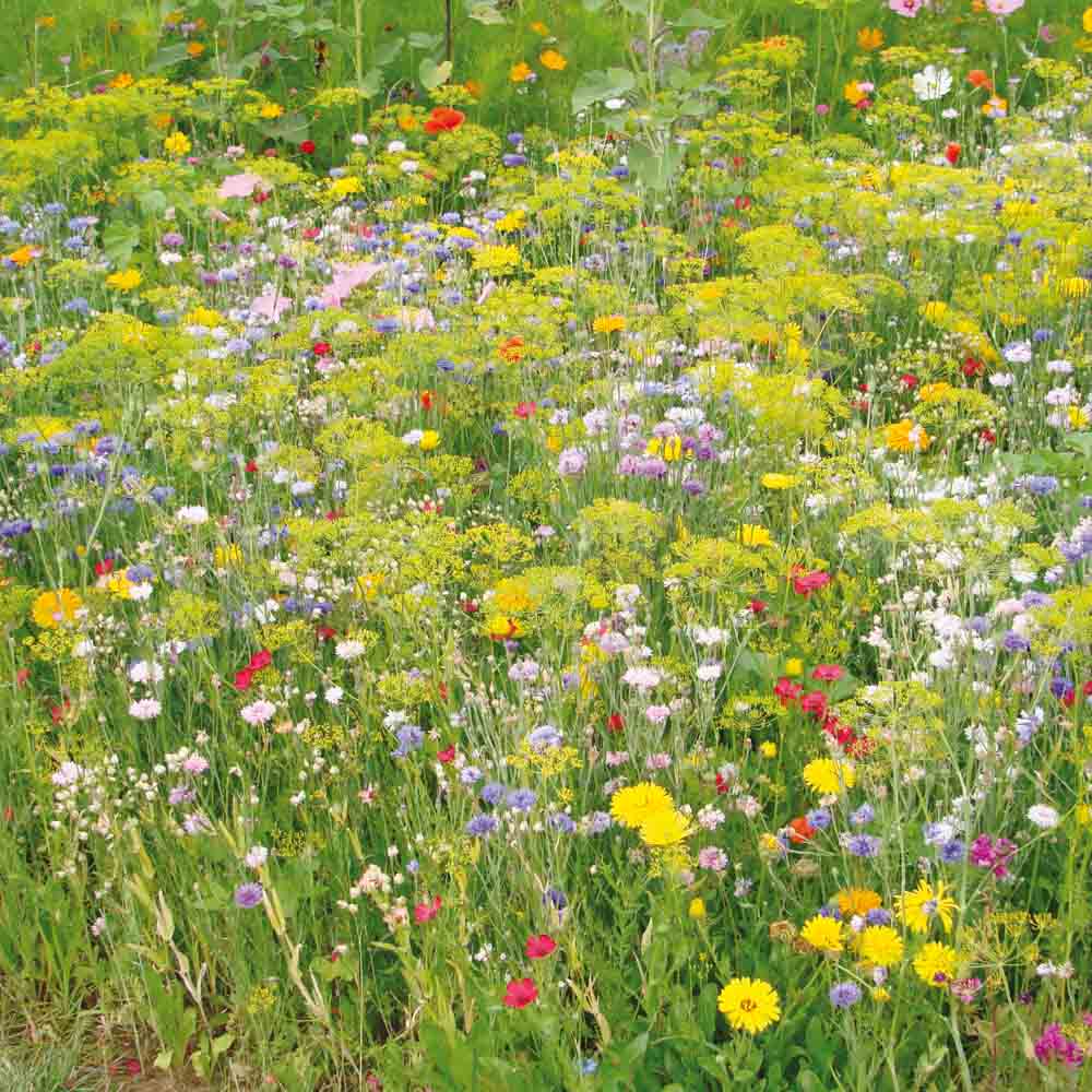 ferme-de-sainte-marthe-m-lange-vari-t-s-anciennes-graines-fleurs image 1