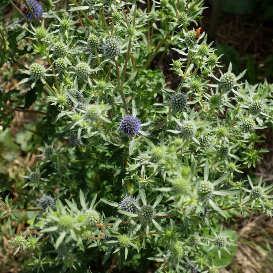 la-bo-te-graines-panicaut-plane-graines-fleurs-bio-bleue image 2