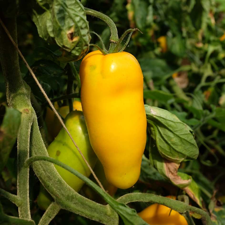 la-bo-te-graines-tomate-roman-candle-graines-bio image 2
