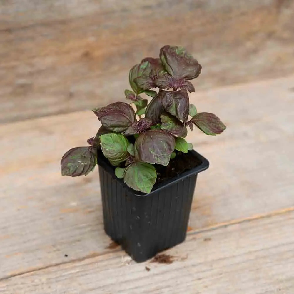 ferme-de-sainte-marthe-plants-bio-perilla-rouge-shiso-pourpre-ab-plant image 1