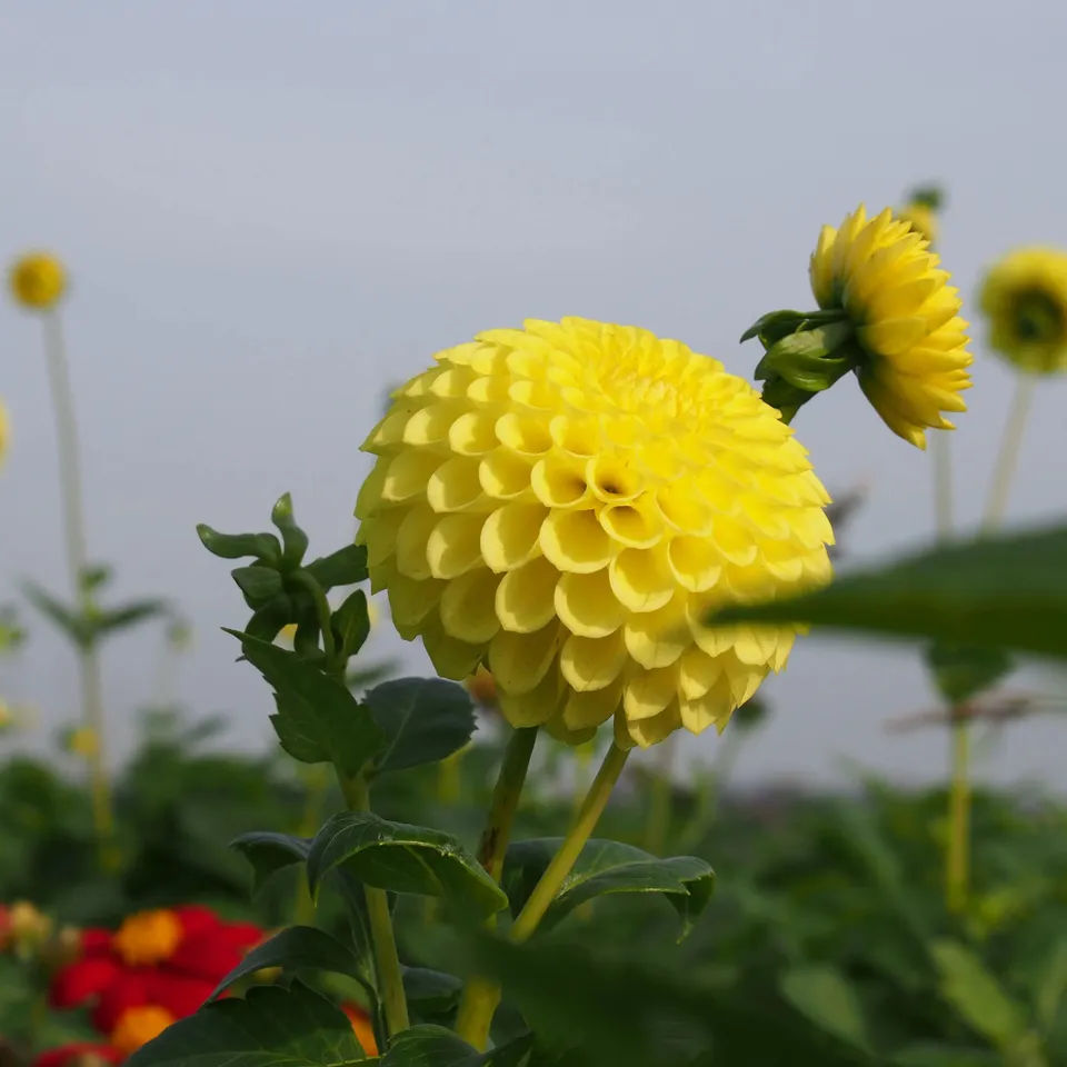 ferme-de-sainte-marthe-golden-torch-dahlia-balle-bio image 1