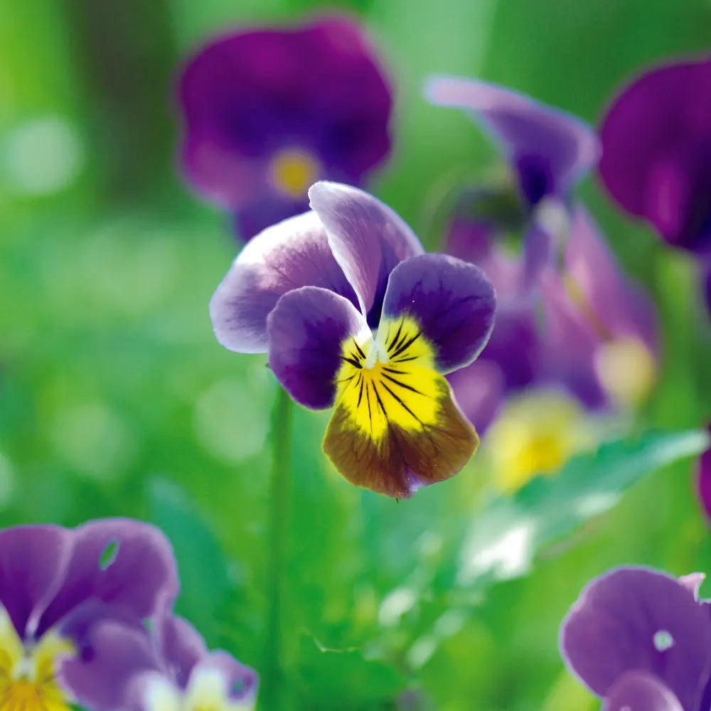 ferme-de-sainte-marthe-pens-e-sauvage-plant-bio-fleurs image 1