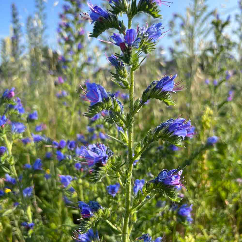 ferme-de-sainte-marthe-vip-rine-graines-fleurs-bio-mellif-re image 1