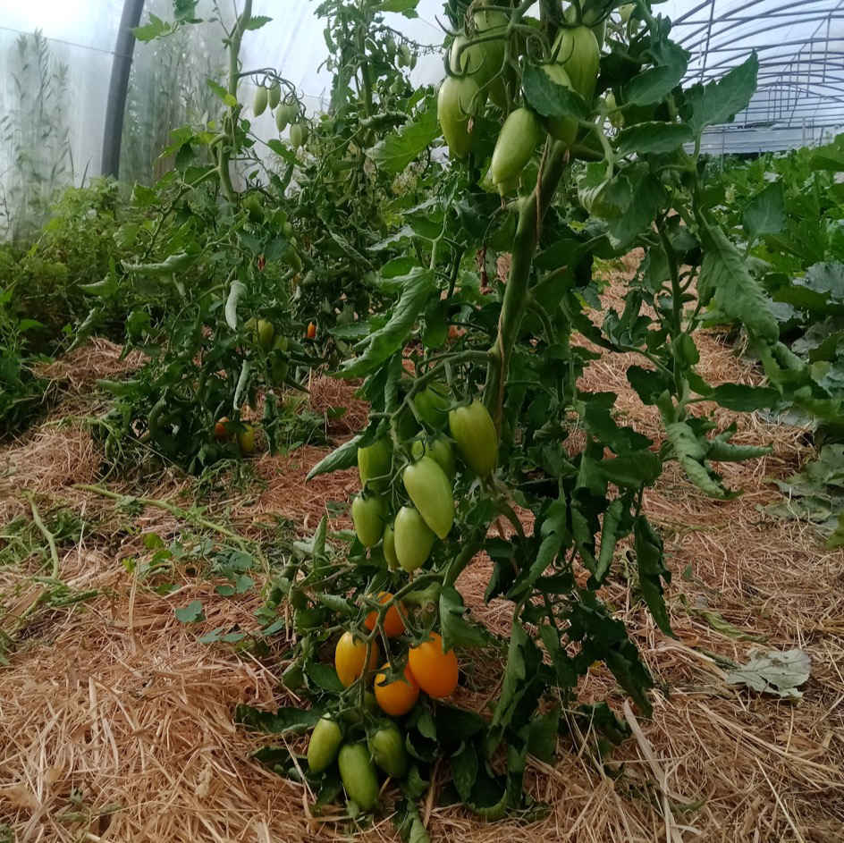 la-bo-te-graines-blush-tiger-graines-tomate-bio-fruit-e image 2