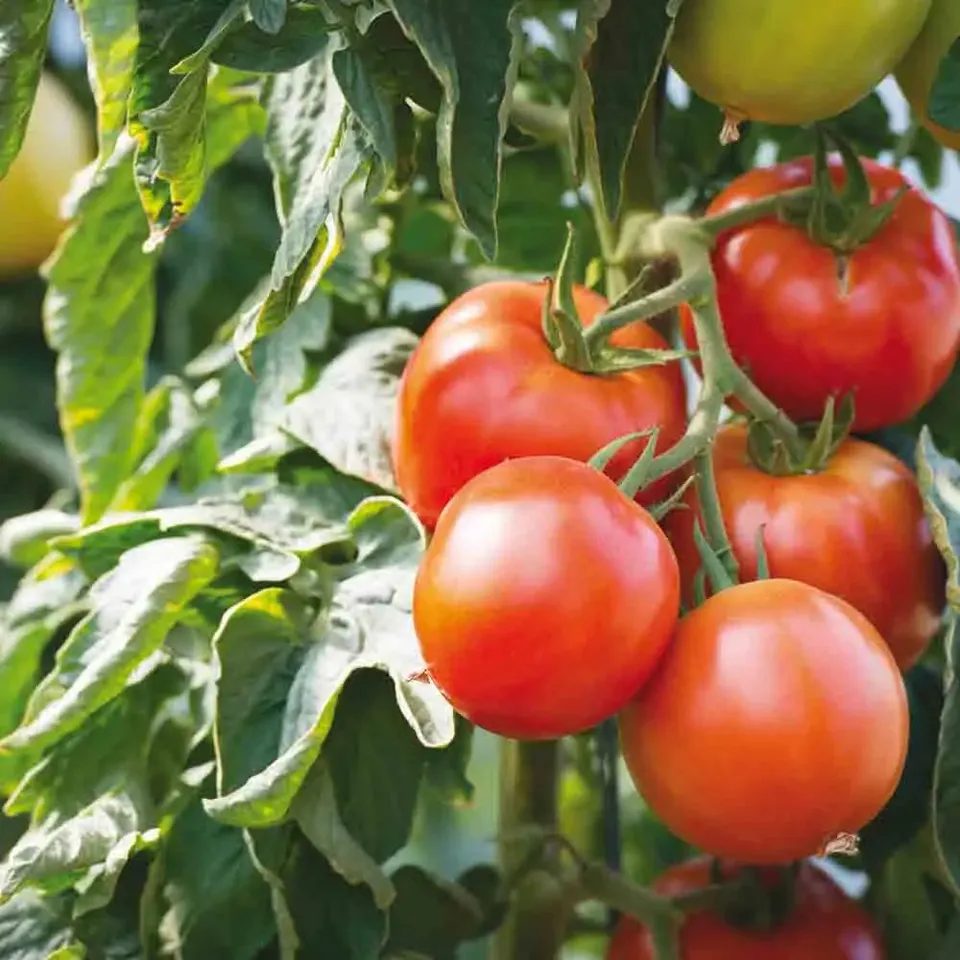 ferme-de-sainte-marthe-tomate-saint-pierre-graines-bio-savoureuse image 1