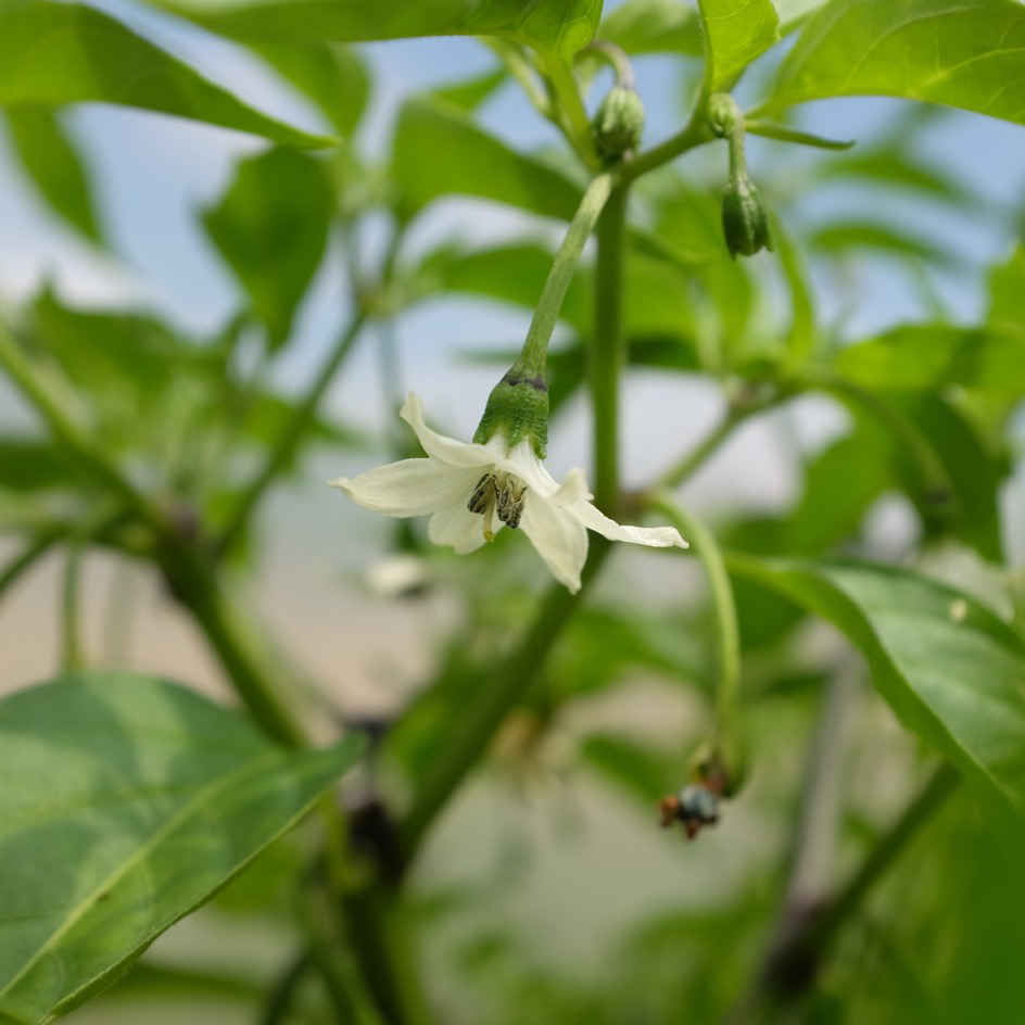 la-bo-te-graines-graines-l-gumes-piment-jwala-bio-semences-fort image 3