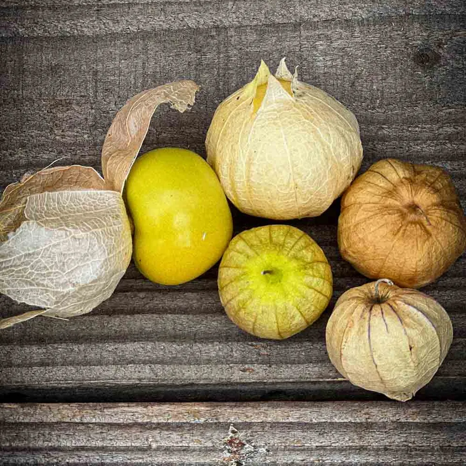 ferme-de-sainte-marthe-tomatillo-mexique-graines-bio-sachet image 1