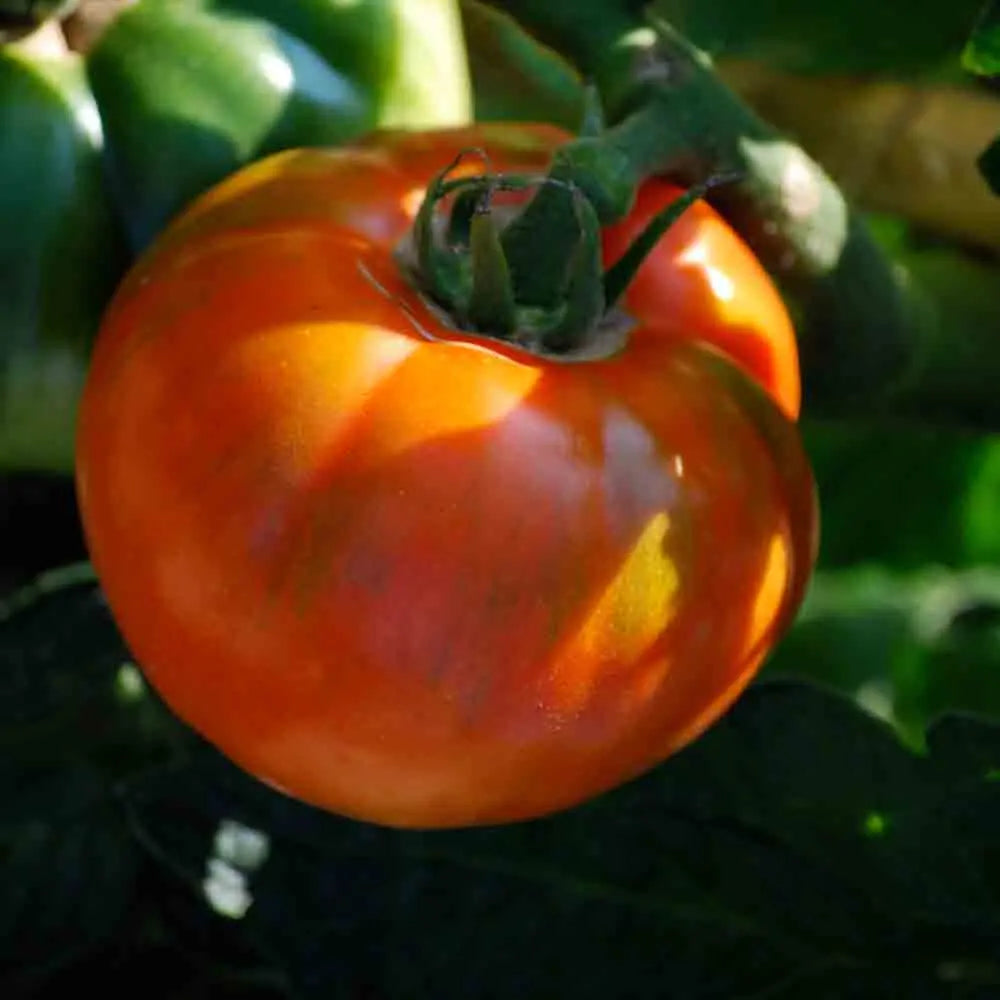 ferme-de-sainte-marthe-tomate-royale-des-guineaux-graines-potag-res-bio image 1