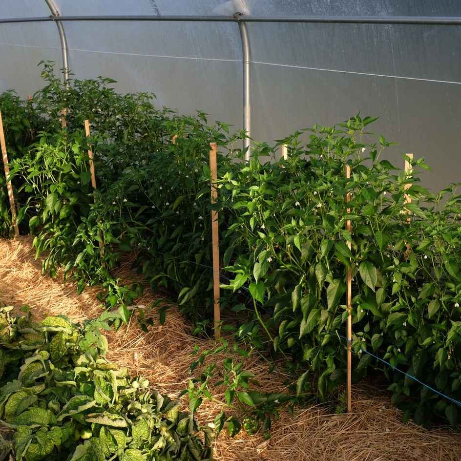 la-bo-te-graines-graines-l-gumes-piment-achard-bio-doux-r-union image 2