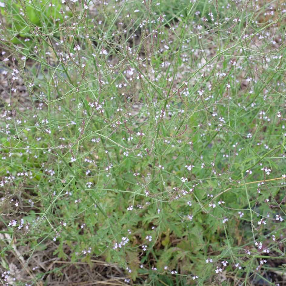 la-bo-te-graines-verveine-officinale-graines-bio image 4