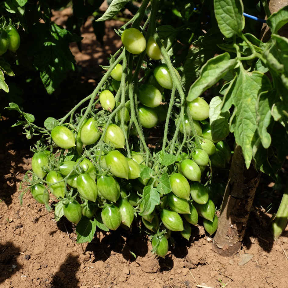 la-bo-te-graines-barry-s-crazy-cherry-graines-tomate-bio-jaune image 2