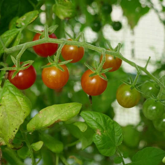 la-bo-te-graines-tomate-petit-moineau-bio-graines-groseille-sucr-e image 1