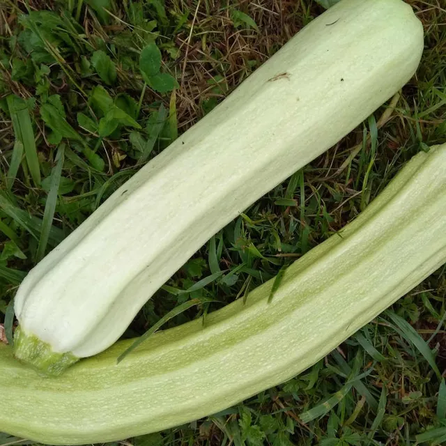 la-bo-te-graines-blanche-de-sicile-graines-courgette-bio image 1
