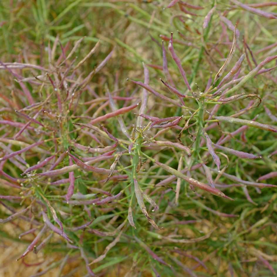 la-bo-te-graines-graines-l-gumes-brocolis-violet-du-cap-bio image 3