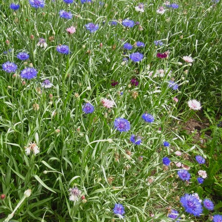 la-bo-te-graines-bleuet-m-lange-bio-graines-fleurs image 2
